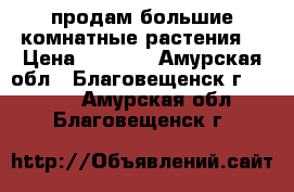 продам большие комнатные растения  › Цена ­ 3 000 - Амурская обл., Благовещенск г.  »    . Амурская обл.,Благовещенск г.